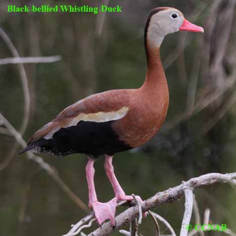black-bellied-whistling-duck-10